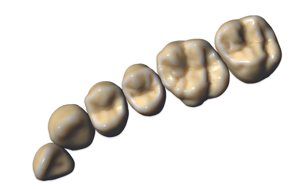 Exocad ZRS Tooth Library Module Perpetual